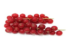 red currant