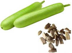 Bottle Gourd