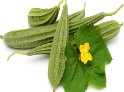 Ridge gourd