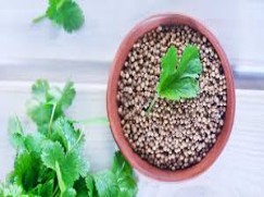 Cilantro