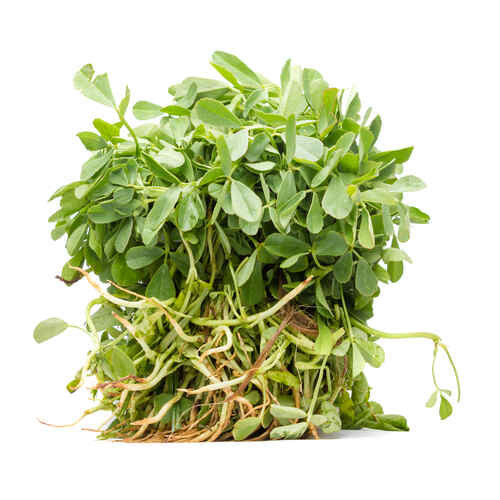 Methi (Fenugreek)