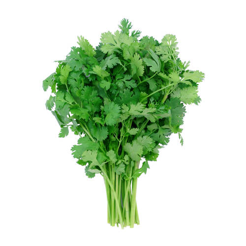 Coriander (Kothimeera )