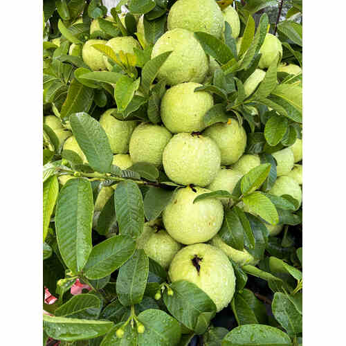 Guavas