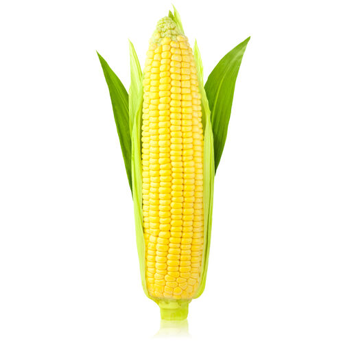 Sweet Corn